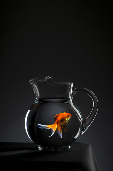 Goldfish in a clear glass pitcher