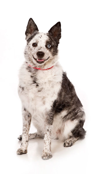 Studio photograph of cattle dog on white background