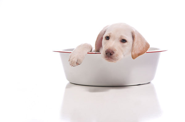 cream colored lab pup laying in a bowl
