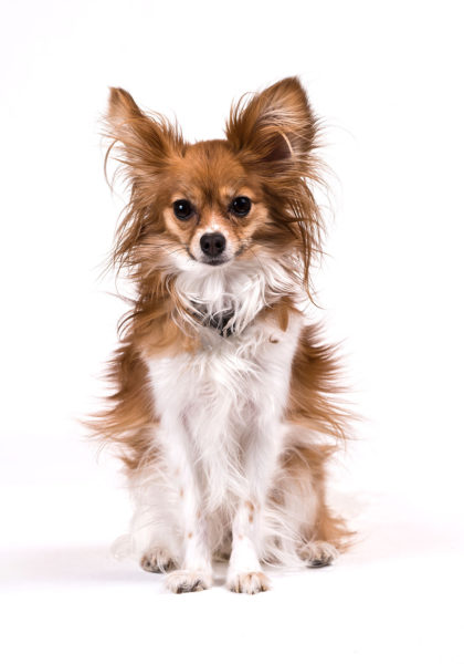 Studio portrait of a small breed dog