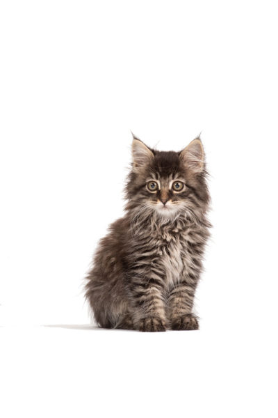 Wide eyed Maine Coon Kitty on a white background