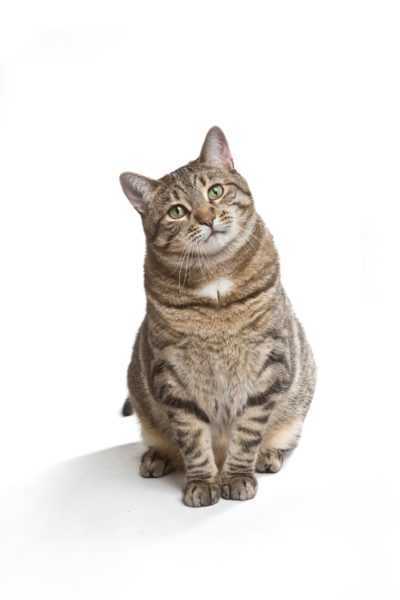 Full body studio photograph of a Tiger cat with green eyes